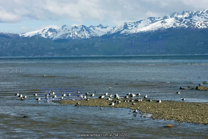 : Southern Black-backed / Dominican / Kelp Gull - : Southern Black-backed / Dominican / Kelp Gull -
