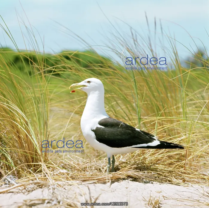 : Southern Black-backed Gull : Southern Black-backed Gull