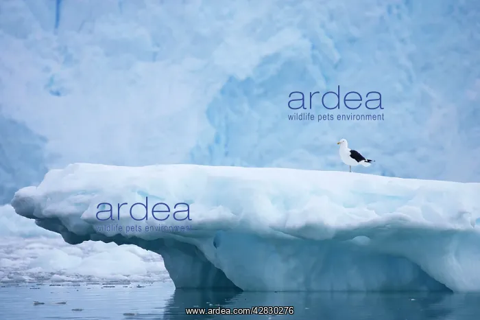 : Southern Black-backed / Kelp / Dominican GULL : Southern Black-backed / Kelp / Dominican GULL