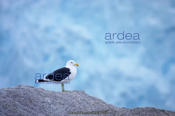 : Southern Black-backed / Kelp / Dominican GULL - : Southern Black-backed / Kelp / Dominican GULL -