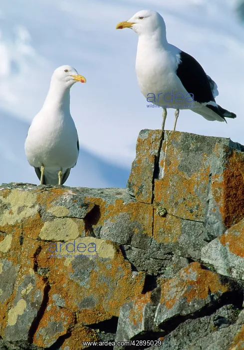 : Southern Black-backed / Kelp / Dominican GULL : Southern Black-backed / Kelp / Dominican GULL