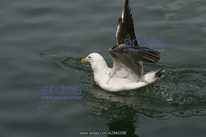 : Southern Black-backed / Kelp / Dominican GULL - : Southern Black-backed / Kelp / Dominican GULL -