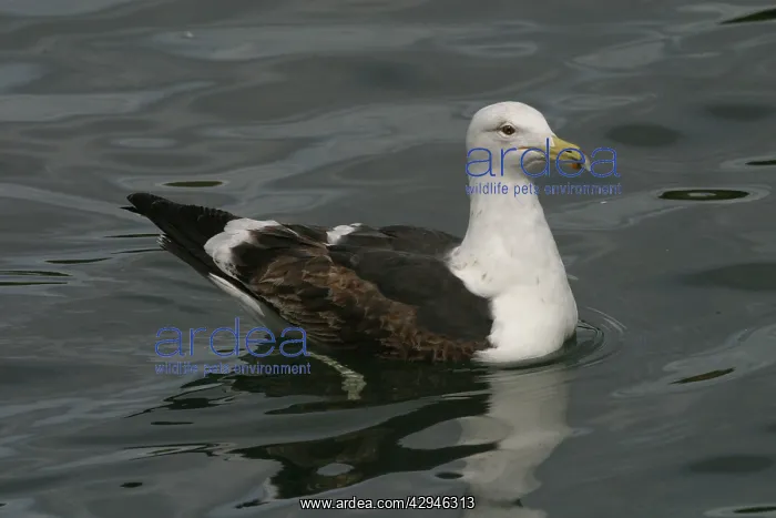 : Southern Black-backed / Kelp / Dominican GULL - : Southern Black-backed / Kelp / Dominican GULL -