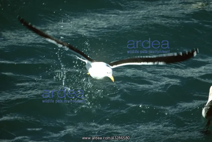 : Southern Black-backed / Kelp / Dominican GULL : Southern Black-backed / Kelp / Dominican GULL