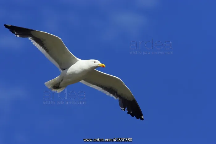 : Southern Black-backed / Kelp / Dominican GULL - In flight : Southern Black-backed / Kelp / Dominican GULL - In flight