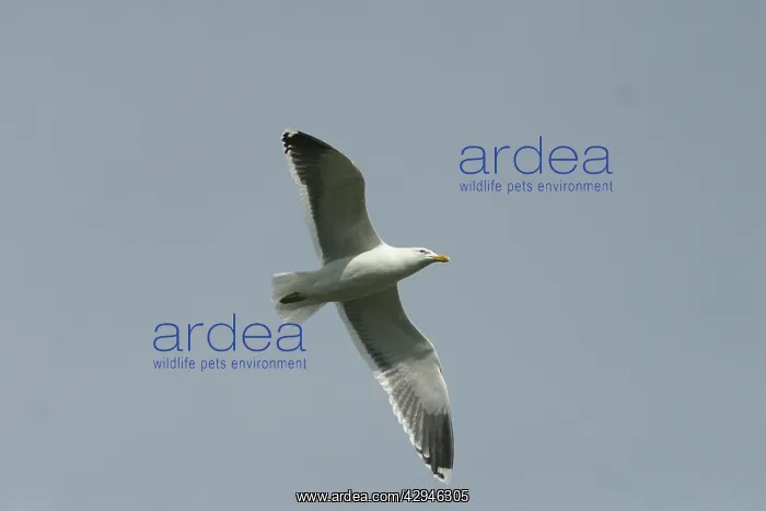 : Southern Black-backed / Kelp / Dominican GULL - In flight : Southern Black-backed / Kelp / Dominican GULL - In flight