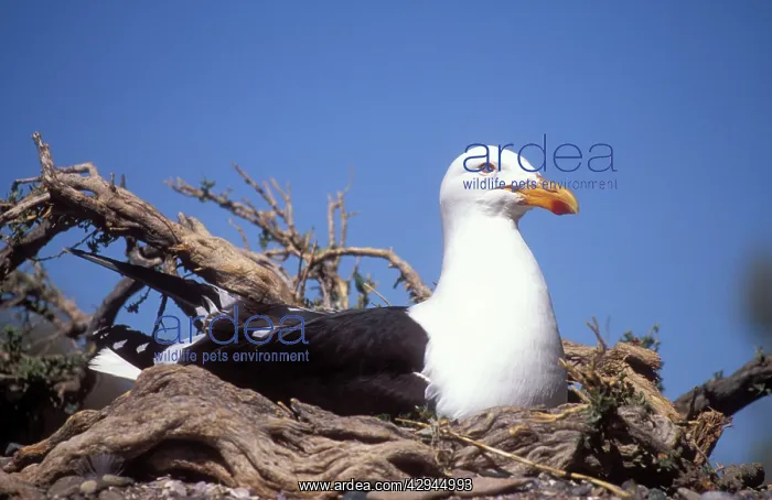 : Southern Black-backed / Kelp / Dominican GULL - on nest : Southern Black-backed / Kelp / Dominican GULL - on nest