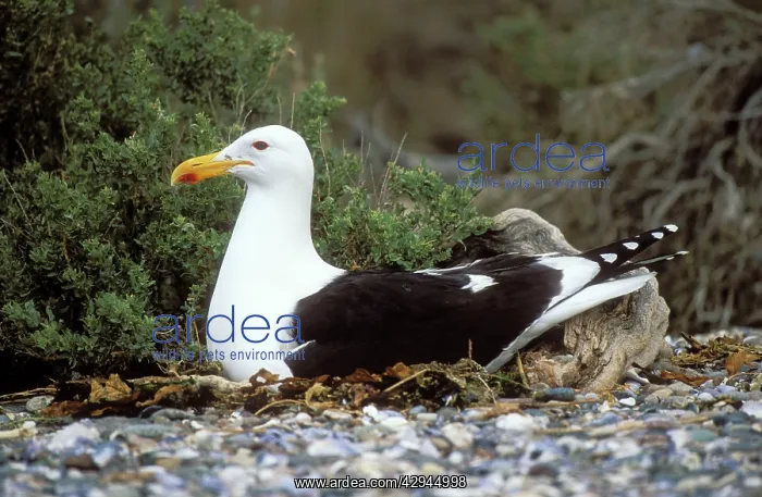 : Southern Black-backed / Kelp / Dominican GULL - on nest : Southern Black-backed / Kelp / Dominican GULL - on nest
