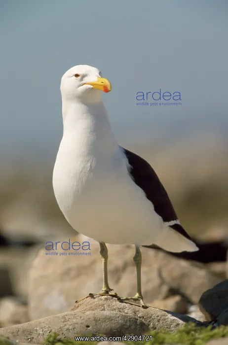: Southern Black-backed / Kelp / Dominican GULL - on rock : Southern Black-backed / Kelp / Dominican GULL - on rock