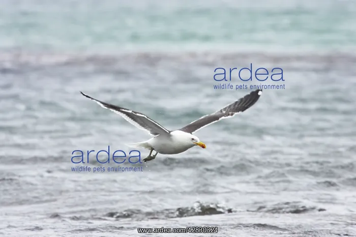 : Southern Black-backed / Kelp / Dominican GULL - Taking off : Southern Black-backed / Kelp / Dominican GULL - Taking off