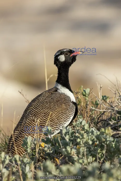 : SOUTHERN BLACK KORHAAN : SOUTHERN BLACK KORHAAN