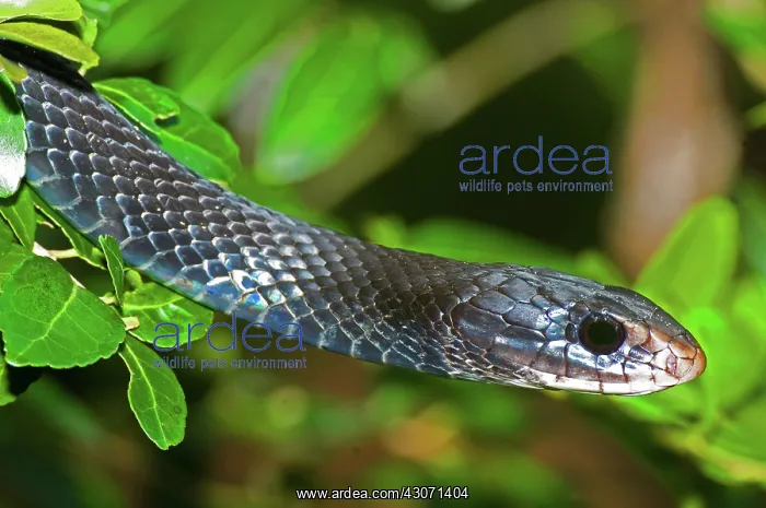 : Southern Black Racer : Southern Black Racer
