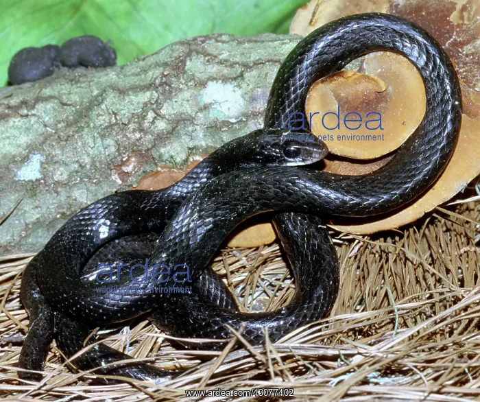 : Southern Black Racer (Coluber priapus) : Southern Black Racer (Coluber priapus)