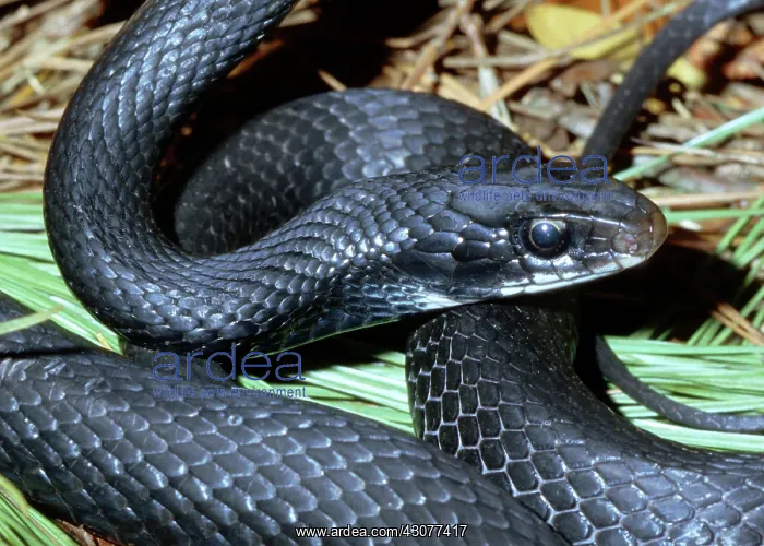 : Southern Black Racer (Coluber priapus) : Southern Black Racer (Coluber priapus)