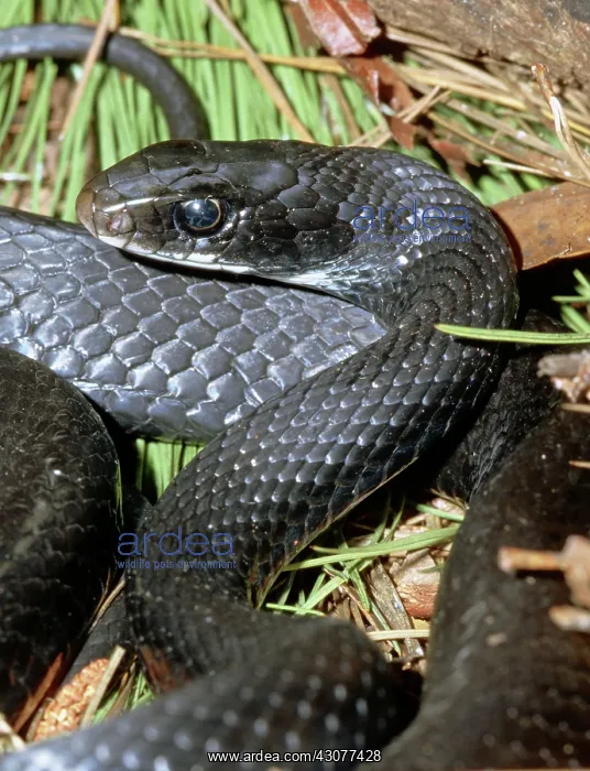 : Southern Black Racer (Coluber priapus) : Southern Black Racer (Coluber priapus)