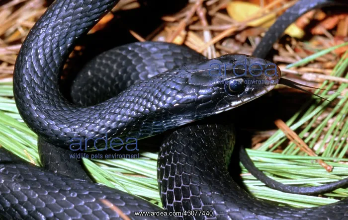 : Southern Black Racer (Coluber priapus) : Southern Black Racer (Coluber priapus)