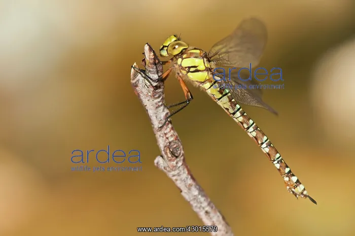 : Southern / Blue Hawker / Migrant Hawker female : Southern / Blue Hawker / Migrant Hawker female