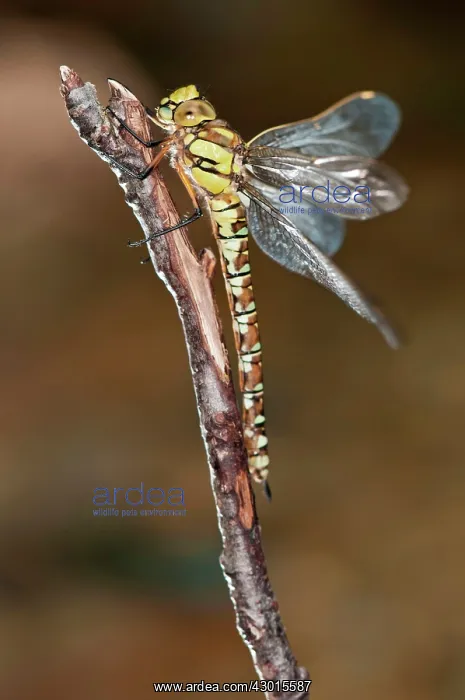 : Southern / Blue Hawker / Migrant Hawker female : Southern / Blue Hawker / Migrant Hawker female