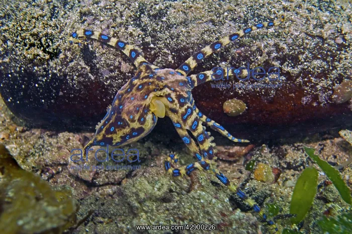 : Southern Blue Ring Octopus : Southern Blue Ring Octopus
