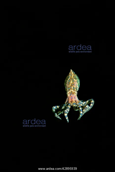 : Southern Blue-Ringed Octopus : Southern Blue-Ringed Octopus