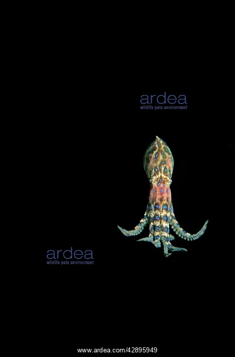 : Southern Blue-ringed Octopus - Displays bright : Southern Blue-ringed Octopus - Displays bright