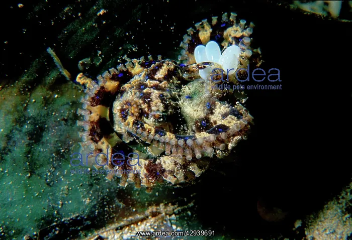 : Southern blue-ringed octopus female with eggs : Southern blue-ringed octopus female with eggs