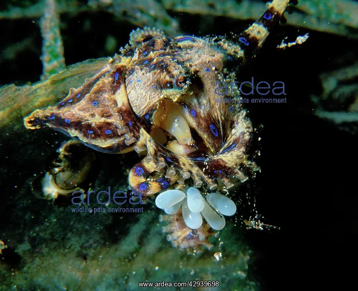 : Southern blue-ringed octopus, female with eggs : Southern blue-ringed octopus, female with eggs