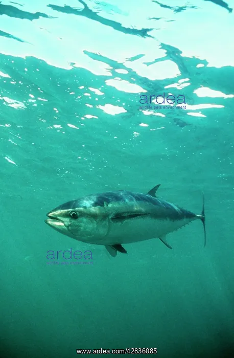  : Southern Bluefin TUNA