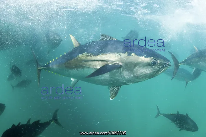: Southern Bluefin Tuna : Southern Bluefin Tuna