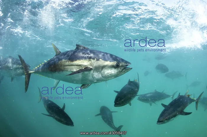 : Southern Bluefin Tuna : Southern Bluefin Tuna
