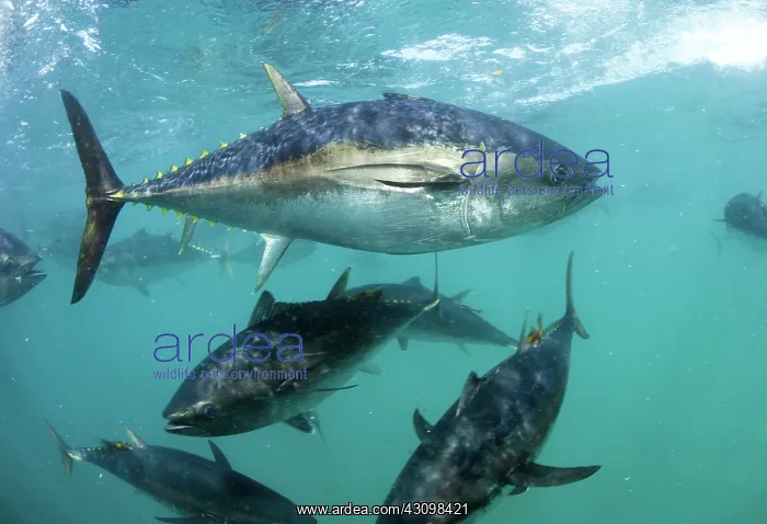 : Southern Bluefin Tuna : Southern Bluefin Tuna
