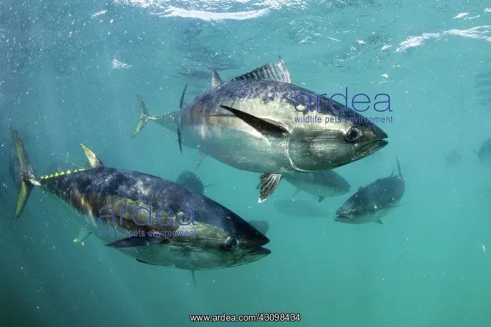 : Southern Bluefin Tuna : Southern Bluefin Tuna