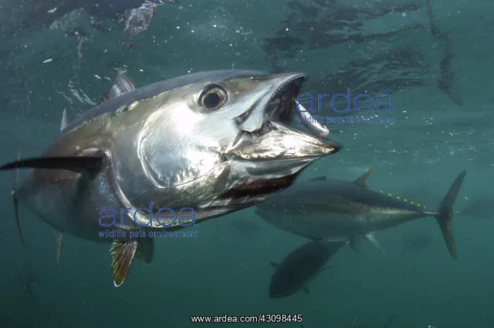 : Southern Bluefin Tuna : Southern Bluefin Tuna