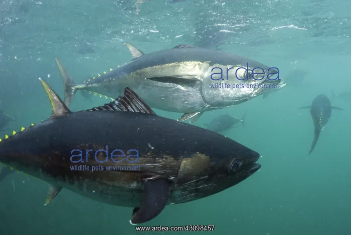 : Southern Bluefin Tuna : Southern Bluefin Tuna