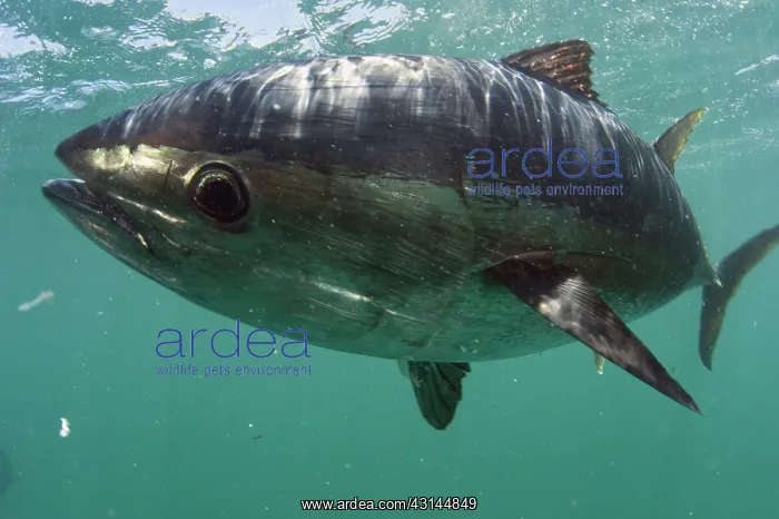: Southern Bluefin Tuna : Southern Bluefin Tuna