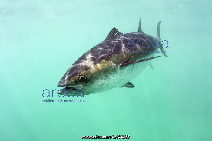 : Southern Bluefin Tuna : Southern Bluefin Tuna