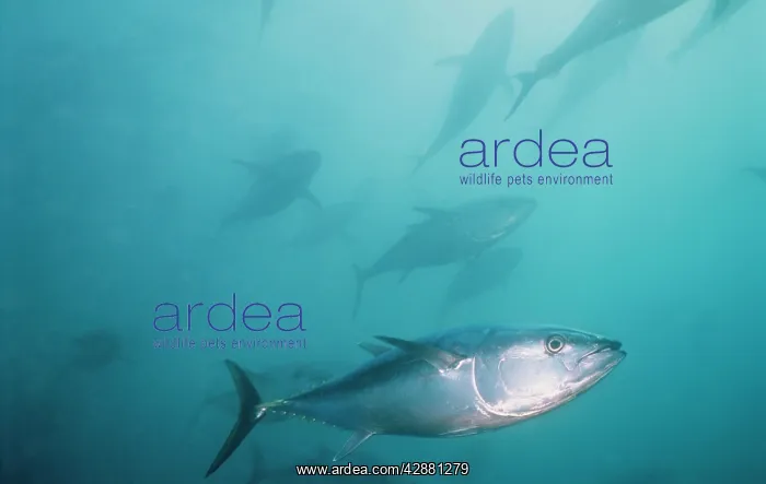 : Southern Bluefin TUNA - shoal : Southern Bluefin TUNA - shoal