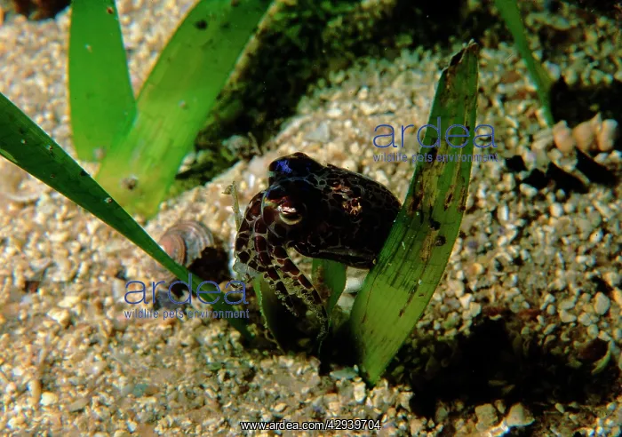 : Southern bobtail squid, species not yet described : Southern bobtail squid, species not yet described