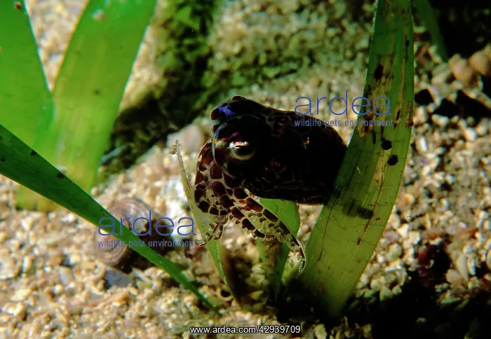 : Southern bobtail squid, species not yet described : Southern bobtail squid, species not yet described