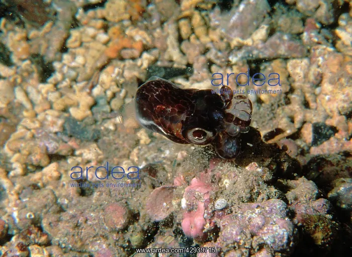 : Southern bobtail squid, species not yet described : Southern bobtail squid, species not yet described