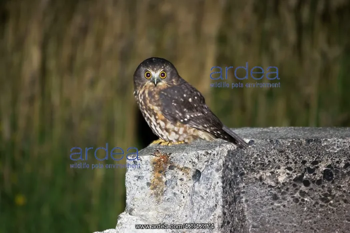 : Southern Boobook / Morepork / Mopoke / Ruru Owl : Southern Boobook / Morepork / Mopoke / Ruru Owl