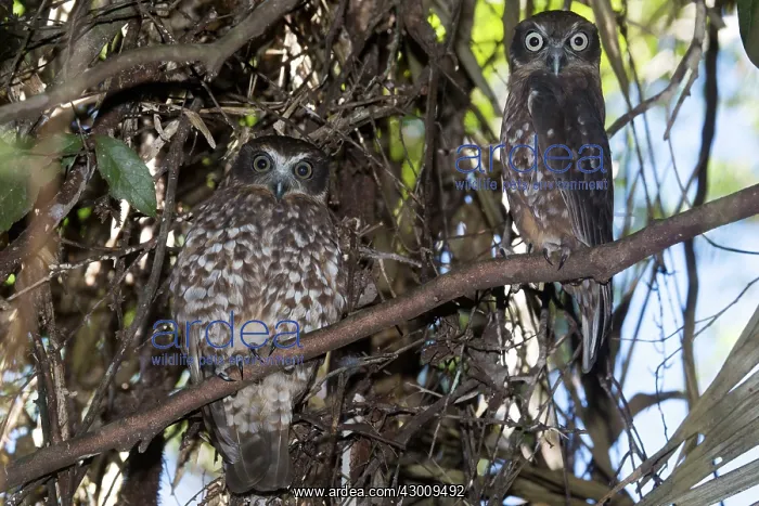 : Southern Boobook Owl : Southern Boobook Owl