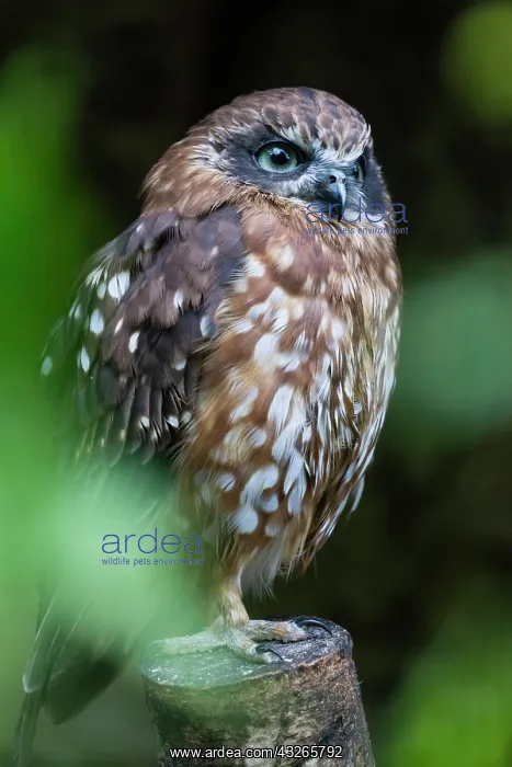 : Southern Boobook Owl, perched on stump, captive : Southern Boobook Owl, perched on stump, captive