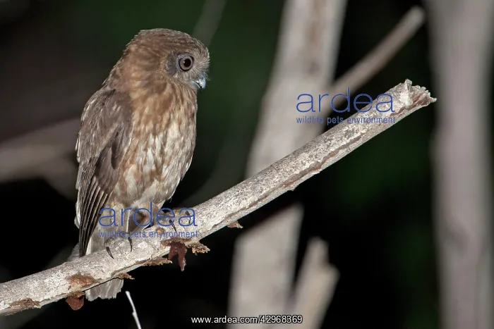 : Southern Boobook - perched on branch : Southern Boobook - perched on branch