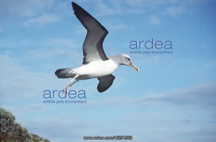 : Southern Buller's ALBATROSS - in flight : Southern Buller's ALBATROSS - in flight