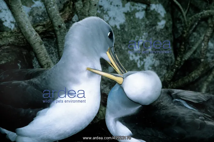 : Southern Buller's Albatross - mutual preening to : Southern Buller's Albatross - mutual preening to