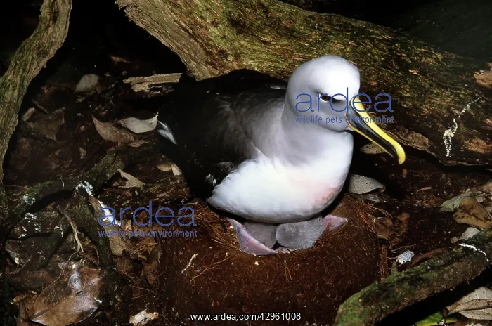 : Southern Buller's Albatross - with newly hatched chick : Southern Buller's Albatross - with newly hatched chick