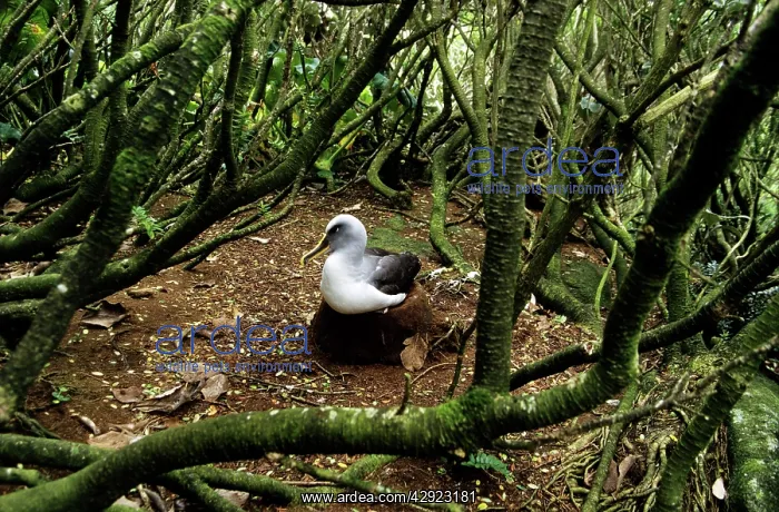 : Southern Buller's Albatross - resting under Olearia tree : Southern Buller's Albatross - resting under Olearia tree