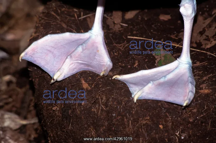 : Southern Buller's Albatross - webbed feet : Southern Buller's Albatross - webbed feet