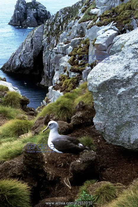 : Southern Buller's Albatrosses - on cliff : Southern Buller's Albatrosses - on cliff